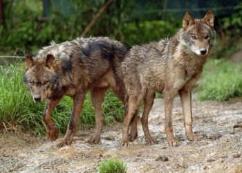 Científicos encuentran en Roma el fósil del primer lobo de Europa