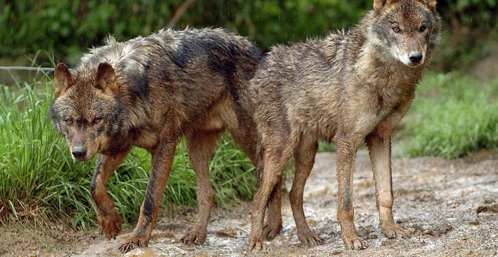Científicos encuentran en Roma el fósil del primer lobo de Europa