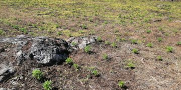 Soldados localizan plantación de marihuana en Petén