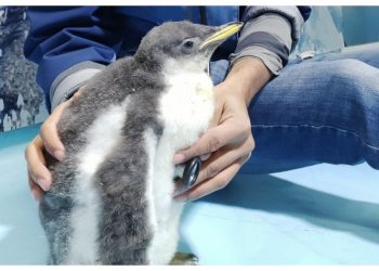Bebé de pingüino nace en oeste de México y es “entrenado” por sus cuidadores