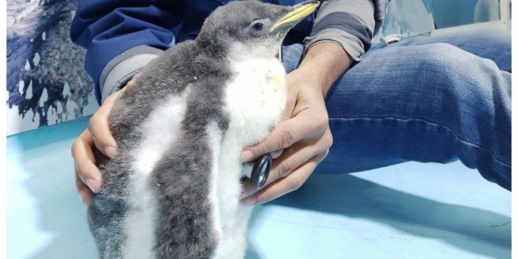 Bebé de pingüino nace en oeste de México y es “entrenado” por sus cuidadores