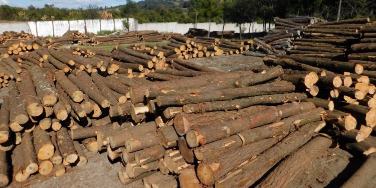 Inab fiscaliza empresas forestales en Chimaltenango