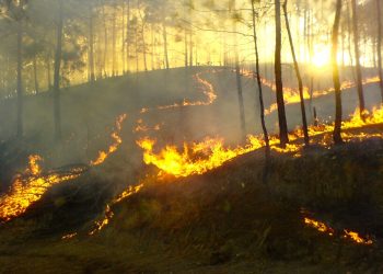 Lanzan campaña de prevención de incendios forestales 2021-2022