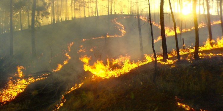 Lanzan campaña de prevención de incendios forestales 2021-2022