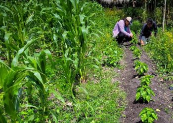 Lisa: Emiten recomendaciones a sector agrícola y pecuario del país