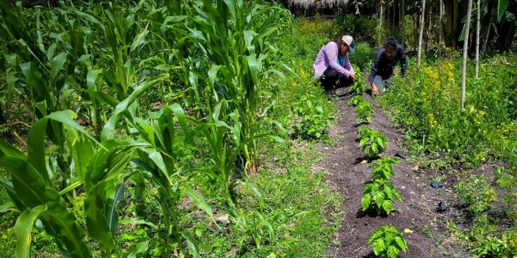 Lisa: Emiten recomendaciones a sector agrícola y pecuario del país