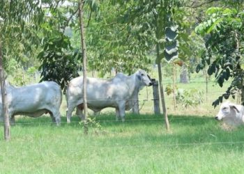 Autoridades del MAGA visitan proyectos silvopastoriles en Escuintla