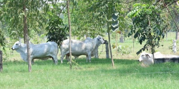 Autoridades del MAGA visitan proyectos silvopastoriles en Escuintla