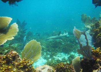 Los arrecifes de coral del Caribe llevan calentándose al menos un siglo