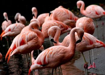 Estudio revela que cambio climático afecta a los flamencos