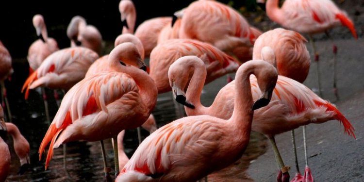 Estudio revela que cambio climático afecta a los flamencos