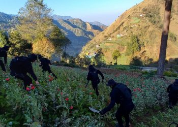 Continúa por tercer día consecutivo erradicación de plantaciones ilícitas en San Marcos