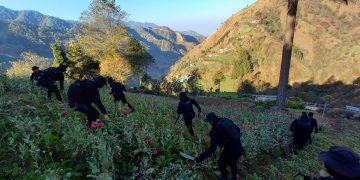 Continúa por tercer día consecutivo erradicación de plantaciones ilícitas en San Marcos