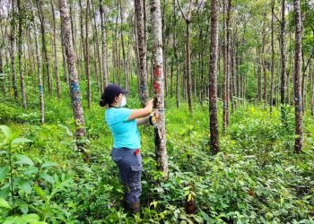 Día Internacional de los Bosques