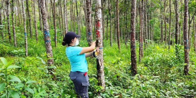 Día Internacional de los Bosques