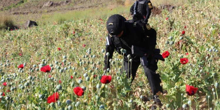 Erradican cultivos ilícitos valorados en 216.7 millones de quetzales