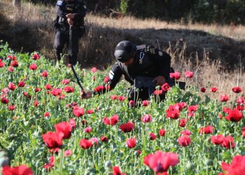 Entre los operativos contra el narcotráfico está la destrucción de plantaciones ilícitas.