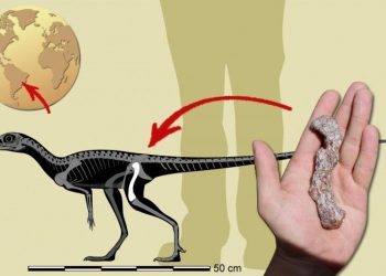 Hallan en Brasil el precursor de los dinosaurios más antiguo de Suramérica