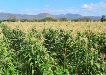 MAGA reafirma apoyo a productores de Jutiapa