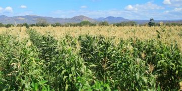 MAGA reafirma apoyo a productores de Jutiapa