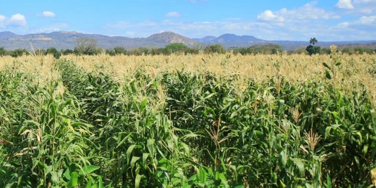 MAGA reafirma apoyo a productores de Jutiapa