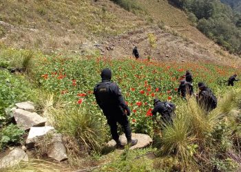 Continúa erradicación de cultivos ilícitos en San Marcos