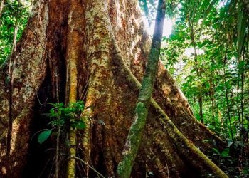Expertos alertan de la urgencia de salvar al árbol milenario del Amazonas