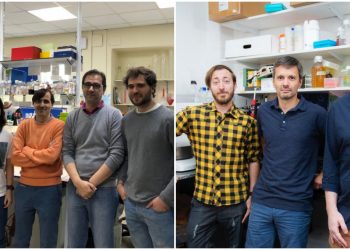 Descubren una proteína que previene el desarrollo de placas en las arterias