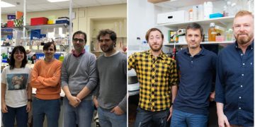 Descubren una proteína que previene el desarrollo de placas en las arterias