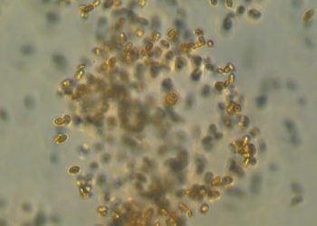 Descubren un depredador microscópico marino que captura carbono