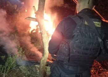 Policías antinarcóticos procedieron a la destrucción de la marihuana incautada.