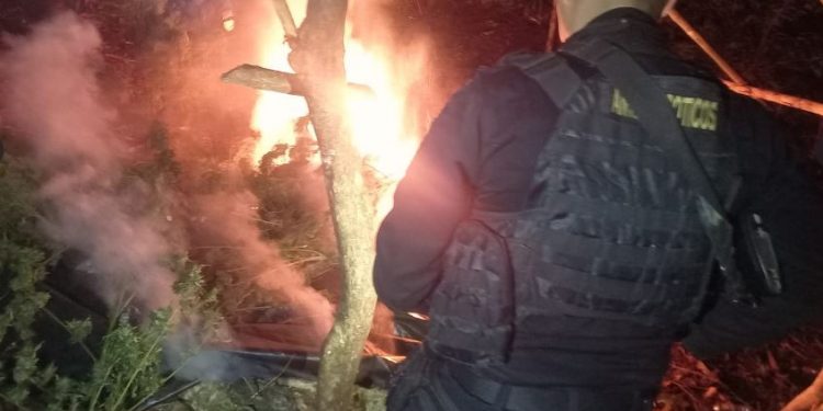 Policías antinarcóticos procedieron a la destrucción de la marihuana incautada.
