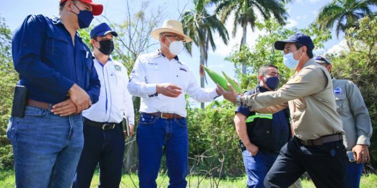 Impulsan producción de semillas mejoradas para combatir inseguridad alimentaria