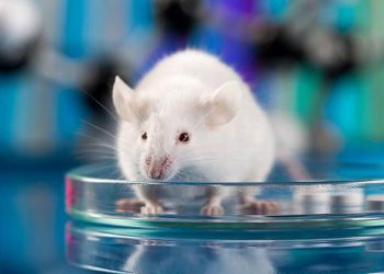 Logran revertir en ratones el proceso de envejecimiento