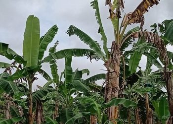 MAGA capacita a productores para prevenir hongo en plantaciones de banano y plátano