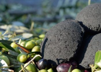 Ya en la Edad de Piedra el ser humano utilizaba aceitunas como combustible