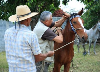 MAGA efectúa jornada de vacunación de equinos
