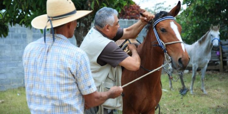 MAGA efectúa jornada de vacunación de equinos