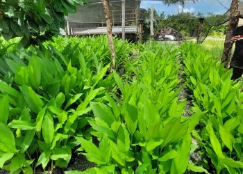 Empresa izabalense recibe reconocimiento por desarrollo de sistema agroforestal