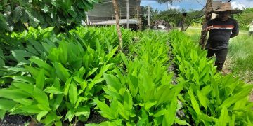 Empresa izabalense recibe reconocimiento por desarrollo de sistema agroforestal