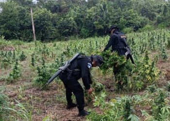 Destruyen plantaciones de marihuana valoradas en más de 10 millones de quetzales