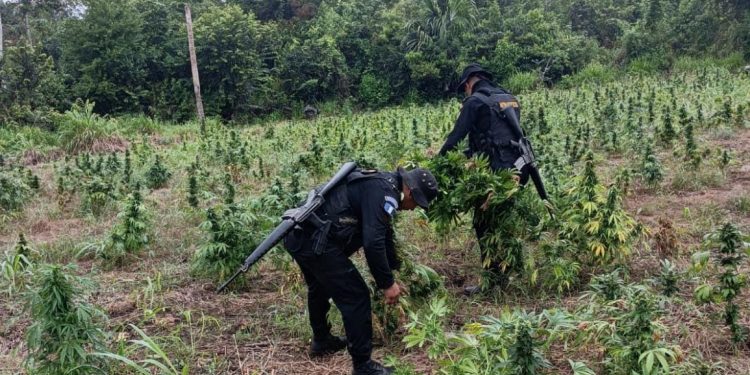 Destruyen plantaciones de marihuana valoradas en mÃ¡s de 10 millones de quetzales