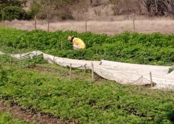 MARN capacita a personal de viveros forestales en El Progreso