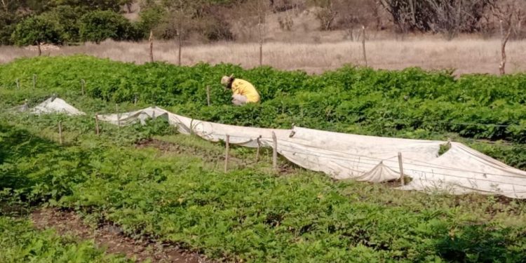 MARN capacita a personal de viveros forestales en El Progreso