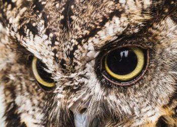 Descubren en China el fósil de un búho diurno más antiguo hasta la fecha