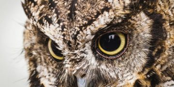 Descubren en China el fósil de un búho diurno más antiguo hasta la fecha