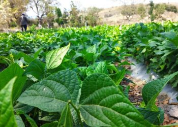 MAGA promueve el potencial de suelos en Jalapa