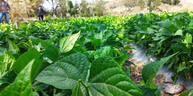 MAGA promueve el potencial de suelos en Jalapa