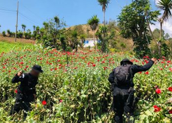 En tres días se han erradicado plantaciones valoradas en más de 183 millones de quetzales