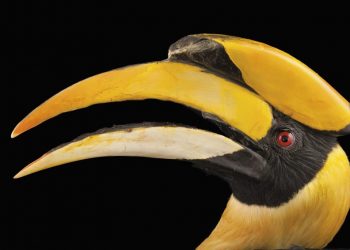 Operan con éxito a ave con cáncer a partir de impresora 3D en zoológico de Florida